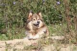 CHIEN FINNOIS DE LAPONIE 419